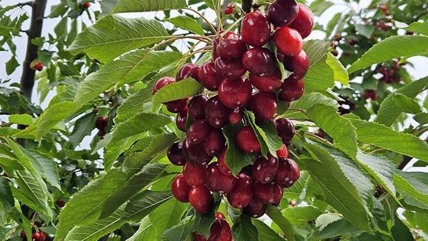 Batı Akdeniz'de kiraz-vişne ihracatından 40,6 milyon dolar gelir