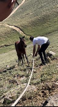 Yılkı atları için kurulan tuzaklar imha edildi
