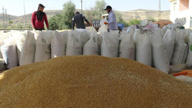 Bol yağış, Gercüş'te arpa ve buğdayda rekolteyi artırdı