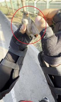 Motokurye, ağzındaki buğday tanesini çıkardığı serçeyi kurtardı
