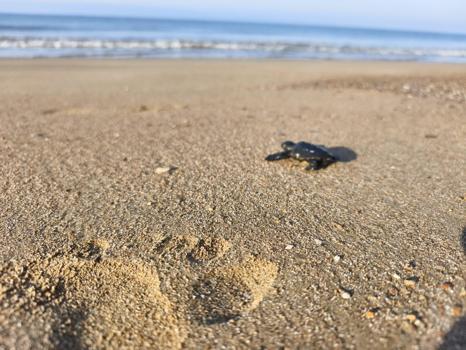 2026'nın ilk caretta yavruları denizle buluştu
