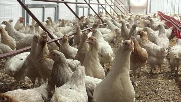 TÜİK: Tavuk eti üretimi azaldı, yumurta ve içme sütü üretimi arttı