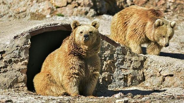 'Elle beslenen ayıların davranışları tamamen değişir, bu durum ölümcül riskler barındırır'