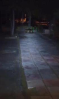 Çocuk parkında bozayı görüntülendi