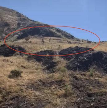 Elazığ'da sürü halinde gezen yaban keçileri görüntülendi