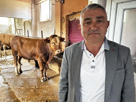 Tokat'ta belediyeden örnek proje: 4 buzağıyla başladı, 30 damızlık boğaya ulaştı