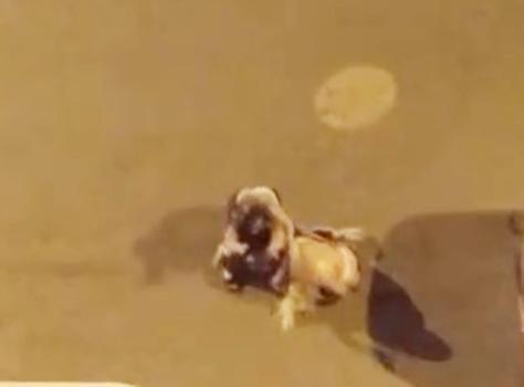 Iğdır’da kadınlar saç saça kavga etti