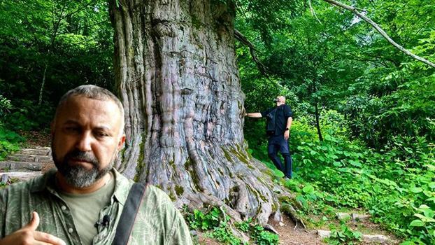 Prof. Dr. Aksoy: Karadeniz’in binlerce yıllık porsuk ağaçları tehlike altında
