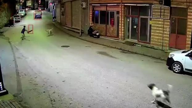 Ordu'da skuterlı çocuk köpeklerin saldırısına uğradı; o anlar kamerada