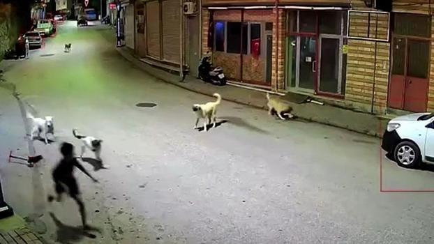 Ordu'da skuterlı çocuk köpeklerin saldırısına uğradı; o anlar kamerada