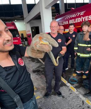 Yalova'ya feribotla gelen otomobilde yılan çıktı; o anlar kamerada