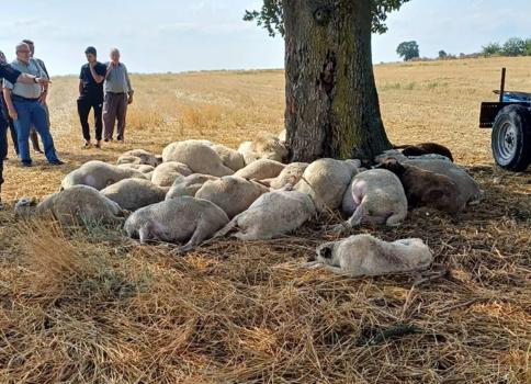 Edirne’de yıldırım düşen ağacın altındaki 30 koyun öldü