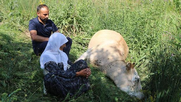 Uçuruma düşen inekleri ölen 7 çocuklu aileye, 2 inek ve 2 buzağı hibe edildi