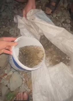 Kurumak üzere olan deredeki balıkları kurtardı
