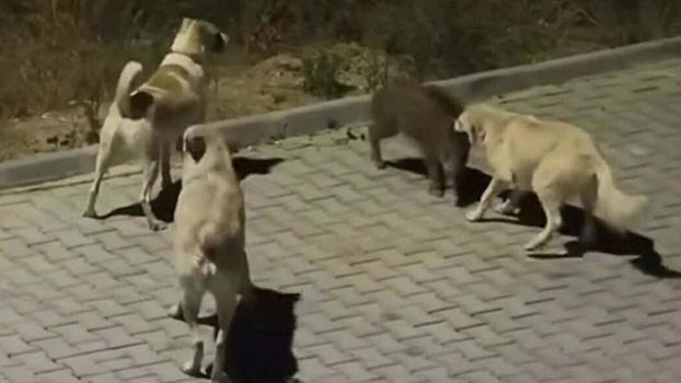 Kuşadası’nda başıboş köpekler yavru yaban domuzuna saldırdı; o anlar kamerada