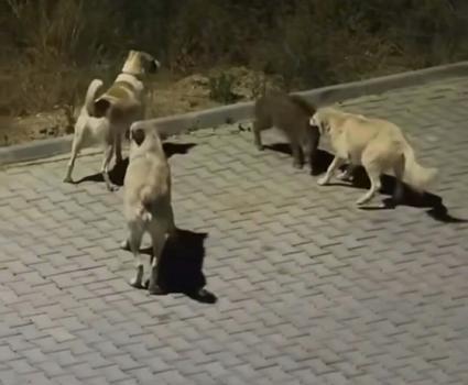 Kuşadası’nda başıboş köpekler yavru yaban domuzuna saldırdı; o anlar kamerada
