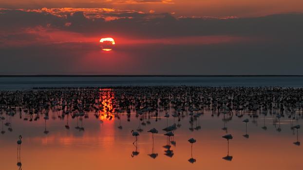Son 5 yılın en yüksek yavru flamingo sayısına ulaşılan Tuz Gölü’nde eşsiz görüntüler