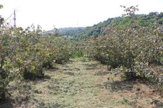 Samsun’da fındık rekolte tahmini çalışmaları tamamlandı