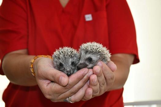 Kuşadası Belediyesi iki yavru kirpiyi koruma altına aldı