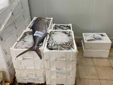 İzmir'de yasa dışı su ürünlerine el konuldu