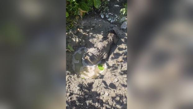 Mikserden dökülen betonda mahsur kalan yavru köpeği itfaiye kurtardı