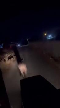 Sahibinin elinden kaçan angusu mahalleli yakaladı
