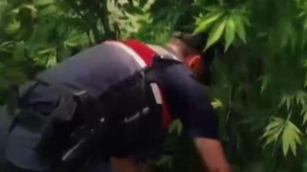 Yalova’da evlerinin bahçesine kenevir eken 2 şüpheli gözaltına alındı