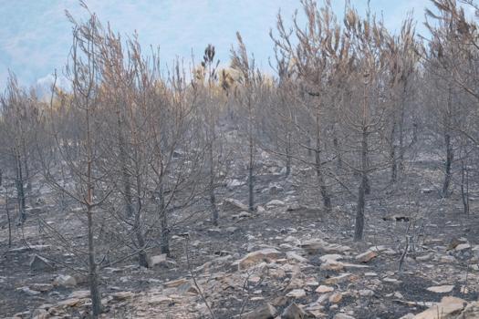 Alanya’daki orman yangını 2'nci gününde / Ek fotoğraflar