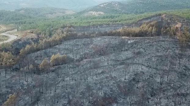 Muğla’daki yangınlarda 5 bin hektardan fazla alan zarar gördü