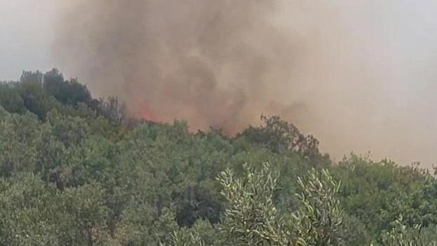 Erdek'te orman yangını