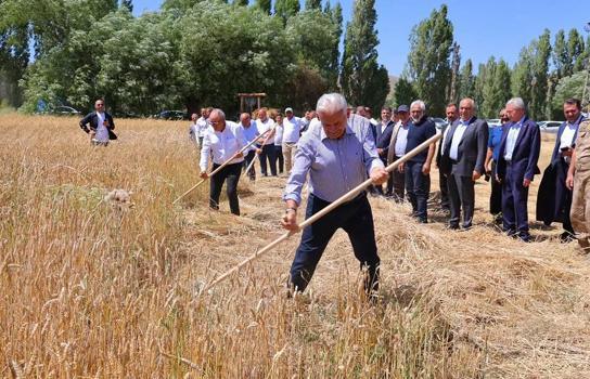 Binali Yıldırım, geleneksel ‘Harman Şenliği’nde tırpanla ekin biçti