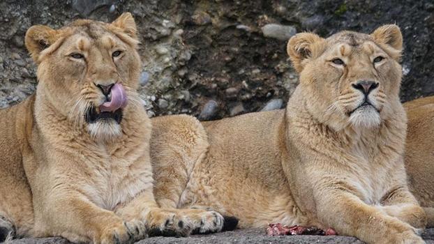 Japonya'da aşırı sıcaklar nedeniyle 3 aslan öldü
