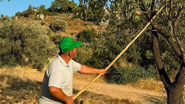 Datça'da badem hasadı başladı