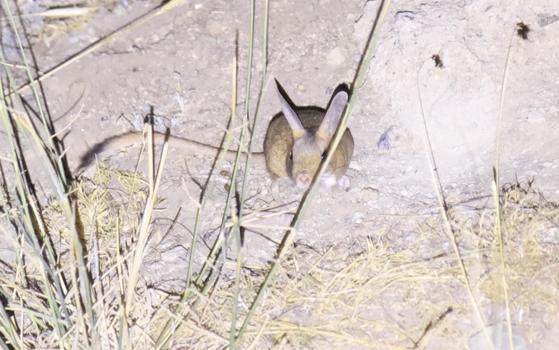 Bitlis'te koruma altındaki Arap tavşanı görüntülendi