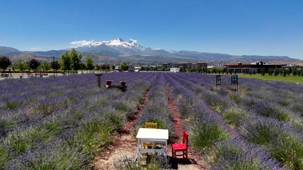 Kayseri’de lavanta hasadı başladı