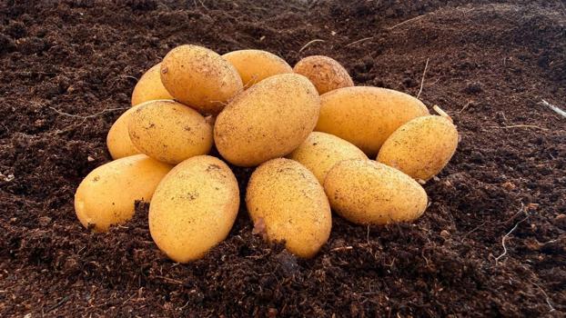 Yerli ve milli patates çeşidi NİĞŞAH’ta mini yumru hasadı