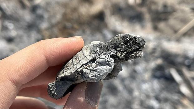 Kumsalda yakılan ateş, denize ulaşmaya çalışan yavru carettanın ölümüne neden oldu