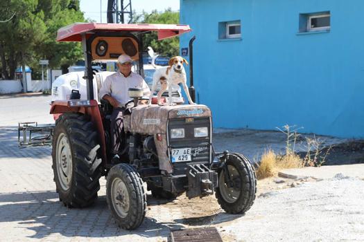 Köpek Benekli, kendisini sahiplenen çiftçinin 'yol arkadaşı' oldu