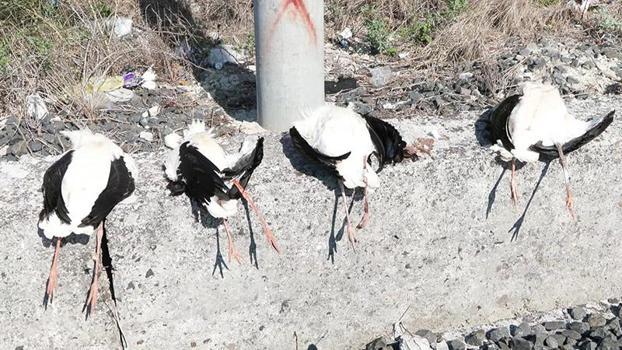 Göç yolunda akıma kapılan 52 leylek öldü