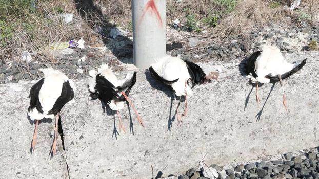 Göç yolunda akıma kapılan 52 leylek öldü