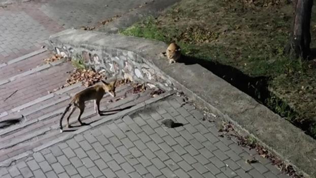 Parkta tilki, kedi ve kirpinin karşılaşması kamerada