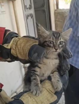 Otomobilin motorunda mahsur kalan yavru kedi kurtarıldı