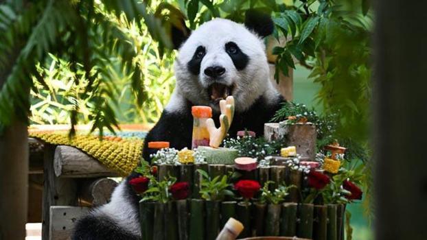 Çin’de dev panda Xing Mei’nin 15’inci doğum günü kutlandı