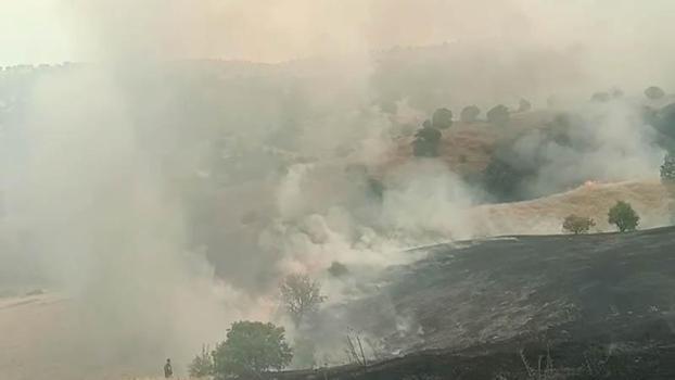 Malatya'da orman yangını