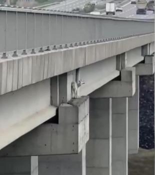 Kuzey Marmara Otoyolu’nda viyadükte keçiye kurtarma operasyonu