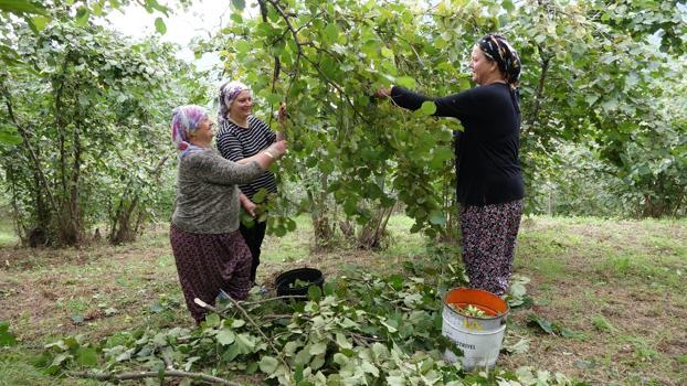 Karadeniz'de horonlu türkülü fındık hasadı/Ek fotoğraflar