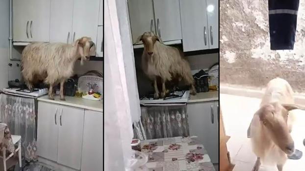 Mutfağa giren keçi tezgahın üzerine çıktı