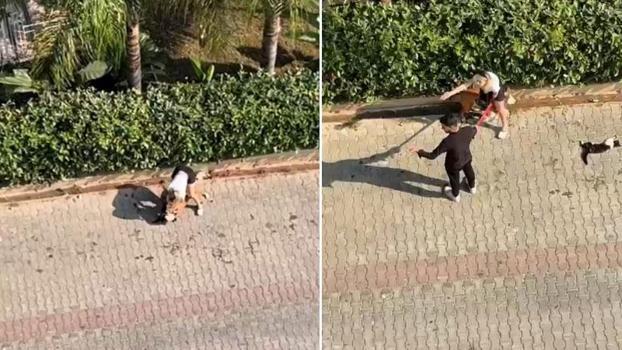 Ağızlıksız gezdirilen pitbull, kediyi öldürdü; sahibi, 'polisi aramayın' dedi