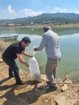 Manisa’da baraj ve göletlere 1 milyon 285 bin sazan yavrusu bırakıldı
