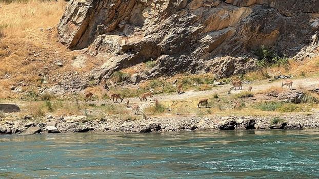 Elazığ’da çay kenarında dağ keçileri görüntülendi